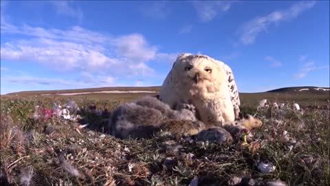 Watch the world of the Snowy Owl