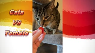 Cats vs Tomato