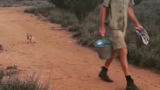 Baby Kangaroo Goes for a Hop