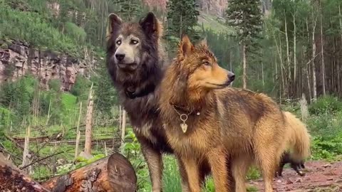 Gorgeous two wolves.