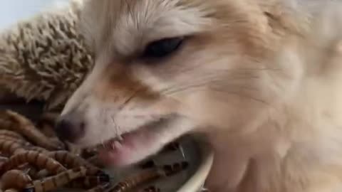Fox and Hedgehogs Eat Worms