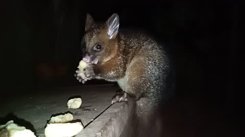 Australian Baby Possum and her mum Bandit eating bananaa