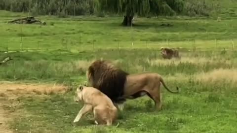 Lion love.