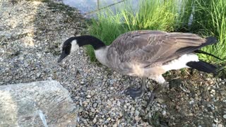 Lost Goose Trusts This Man To Guide Her To The Lake