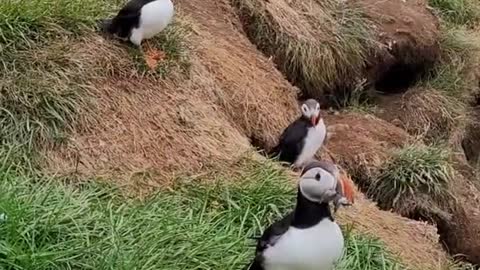 Puffins for your soul