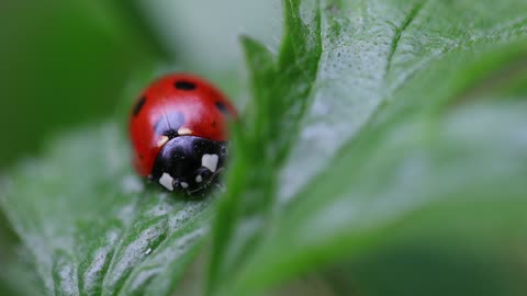 Ladybug Adventure: Exploring the World of Tiny Wonders