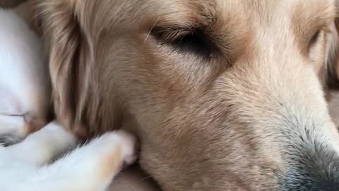 Kitten falls asleep on dogs face