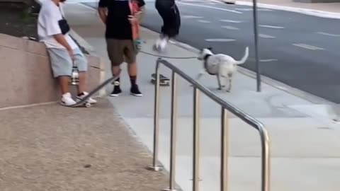Awesome skater pulls off epic jump over dog's leash