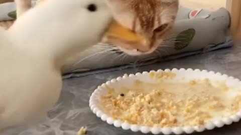 Greedy 'bandit duck ' keeps eating pat cat's food in