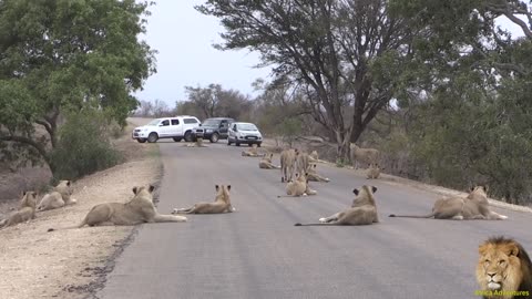 Largest Lion pride ever blocking road in karugar park