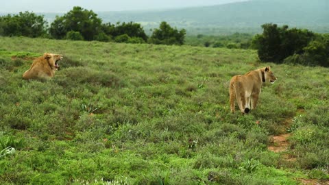 Lion wandering