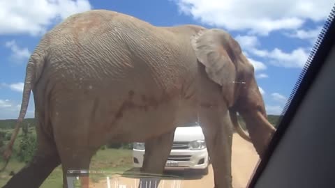 Worlds Biggest Elephant
