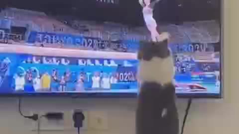 Cats moment like h boss
