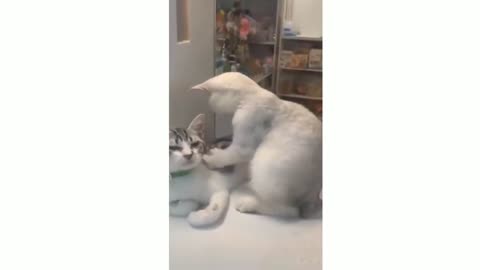 Funny and Cute Cats Video #59