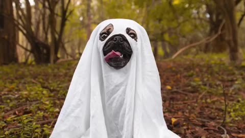 Doug The Pug Takes on the Ghost Photoshoot Trend! 👻📸