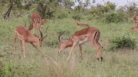 Impala Rams Fighting | Animal fight