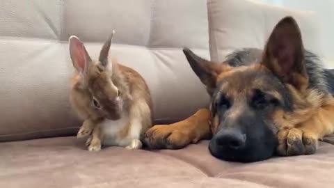 German Shepherd Puppy Reacts to how the Bunny Washing His Face