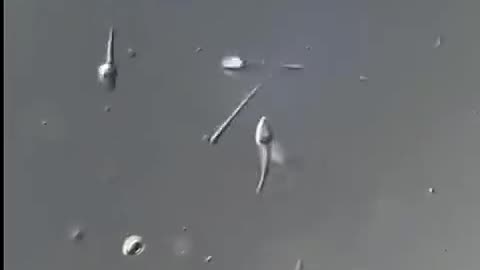 Sperm video