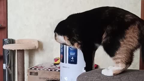 My funny cat plays with a humidifier