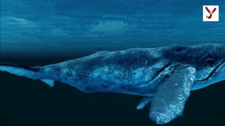 All about whales- 10 facts