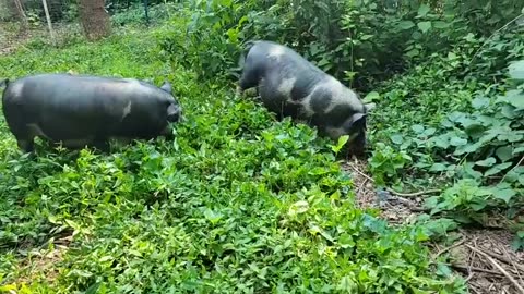 Eat Your Weeds! Pasture Piggies! Free Meat!!