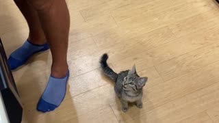 Hungry Kitten Sings Siren Song