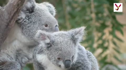 Koala human-like finger print - 10 interesting facts #koala #viraltiktok