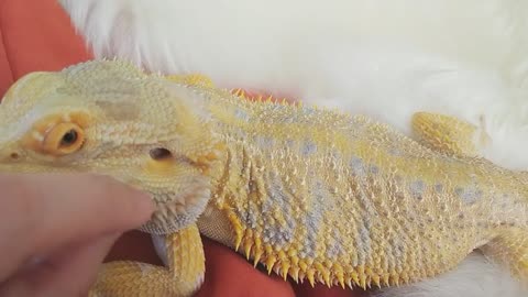 Bearded Dragon is Shedding in Beard | Cute animal/pet/lizard