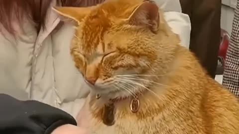 Cute cat funny video 😅📸