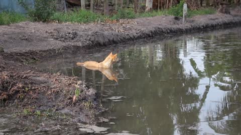 A poor and a cute dog swimming or stuck in the water