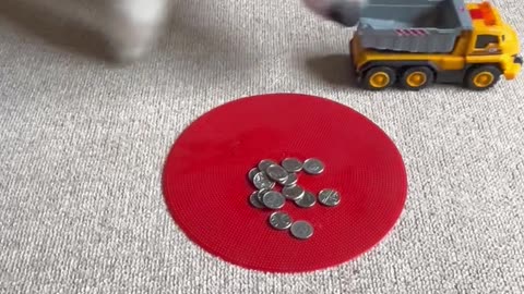 Border Collie Loads Toy Truck With Coins