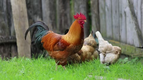 group of chickens eating