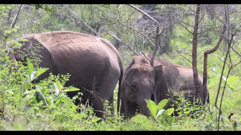 Elephants Family in Minneriya National Park