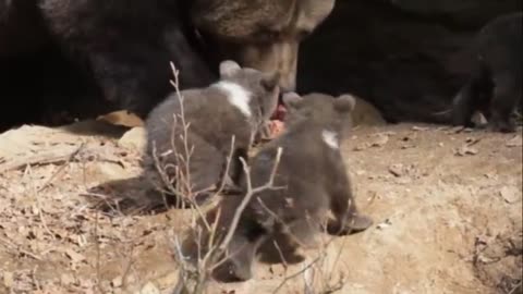 Grizzly Bear Mother Protects Her 3 Tiny Newborns Cubs