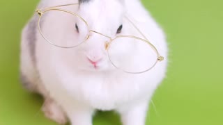 Cute Bunny With Eyeglasses