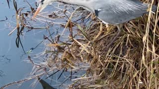 Heron Hunting Successfully Spears and Eats Fish