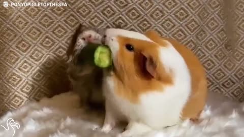 Guinea Pig Won't Share Her Snacks With Anyone
