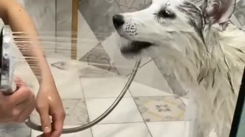 Beautiful and funny pet dog bath video