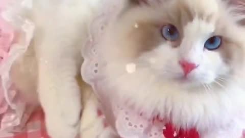 Aww Cute Cats Videos #catmeow Funny Animals Compilation😹 Try Not To Laugh Challenge MV55