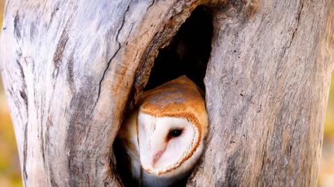 The Barn Owl (tyto alba) | Bird