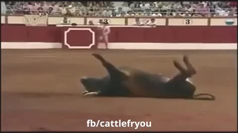 FUNNY COW DOING A BACKFLIP🤣