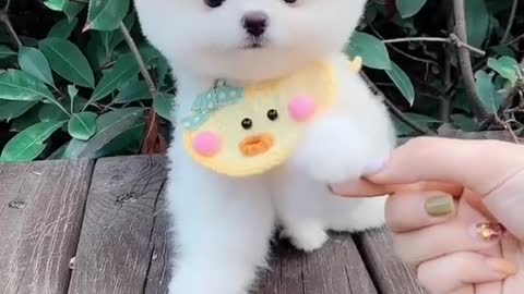baby cute dog