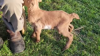 Flock it Farm: Baby goat
