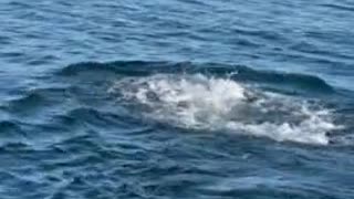 Polar Bear Encountered Swimming Far From Shore