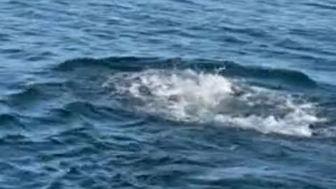 Polar Bear Encountered Swimming Far From Shore