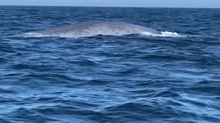 Blue Whale Raises Tail Tall
