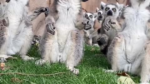 Lemur Island is cooling down and staying together