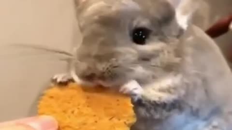 Chinchilla eating biscuits!!!