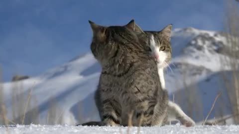 The cold kitten, this look is so cool, so handsome.