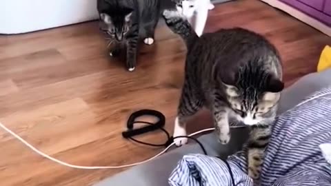 Funny videos cat coming 😂😄